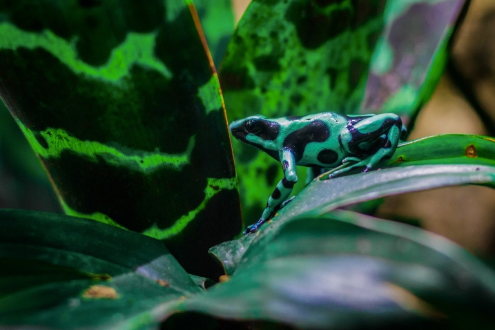 Green and black poison dart frog on leaf